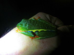 Red-Eyed Tree Frog